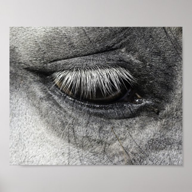 Auge, equine fine art nahe to photography, poster (Vorne)