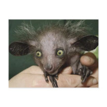 Auge mit grünen Augen, großen Ohren und Haarspeck