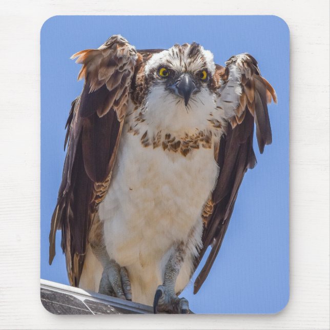 Augen des Fischadlers Mousepad (Vorne)