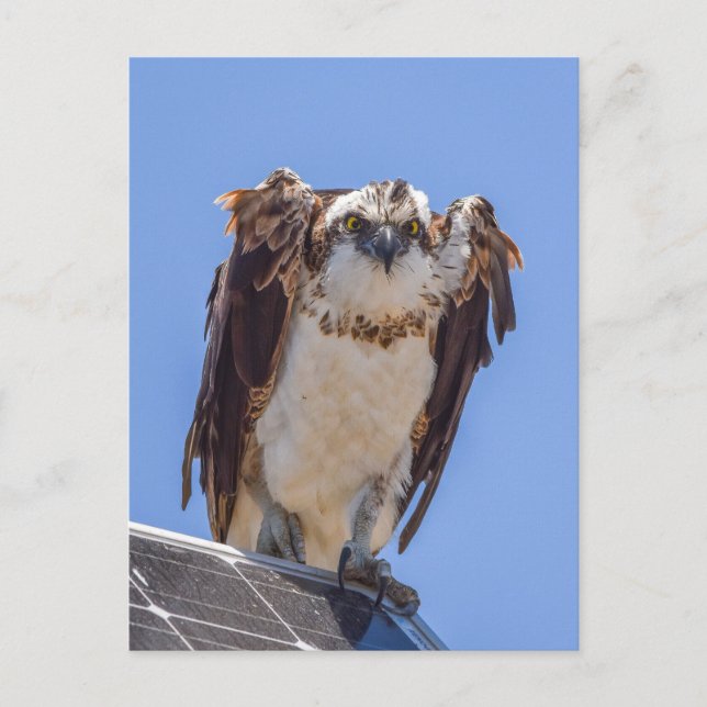Augen des Fischadlers Postkarte (Vorderseite)