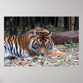 Augen des Tigers Poster