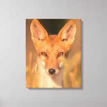 Augen des wilden Rotfuchs - Wildlife-Fotografie