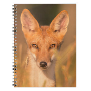 Augen des wilden Rotfuchses Wildlife-Fotografie Notizblock