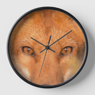 Augen des wilden Rotfuchses Wildlife-Fotografie Uhr