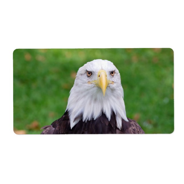 Augen eines Adlers (Vorne)