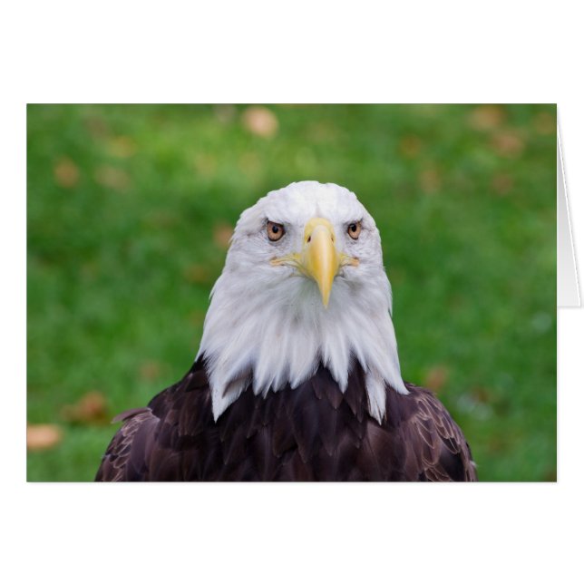 Augen eines Adlers (Vorderseite (Horizontal))