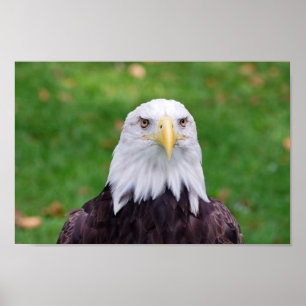 Augen eines Adlers Poster