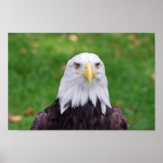 Augen eines Adlers Poster (Vorne)