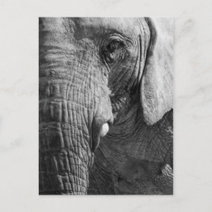 Augen-Spion Postkarte