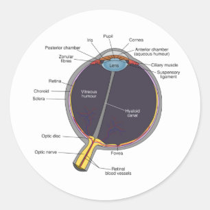Augenanatomie-Sticker Runder Aufkleber