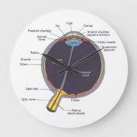 Augenanatomie-Uhr