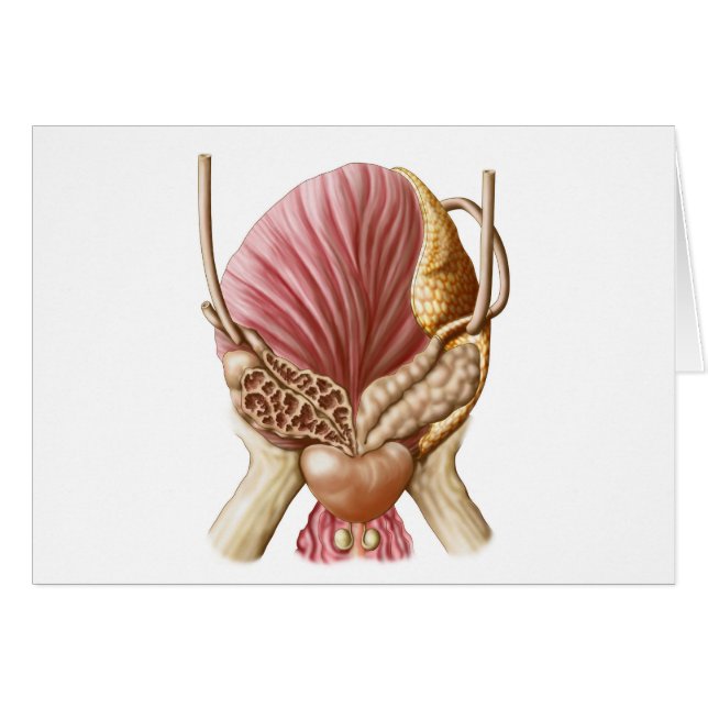 Augenblick der Harnblase (Vorderseite (Horizontal))