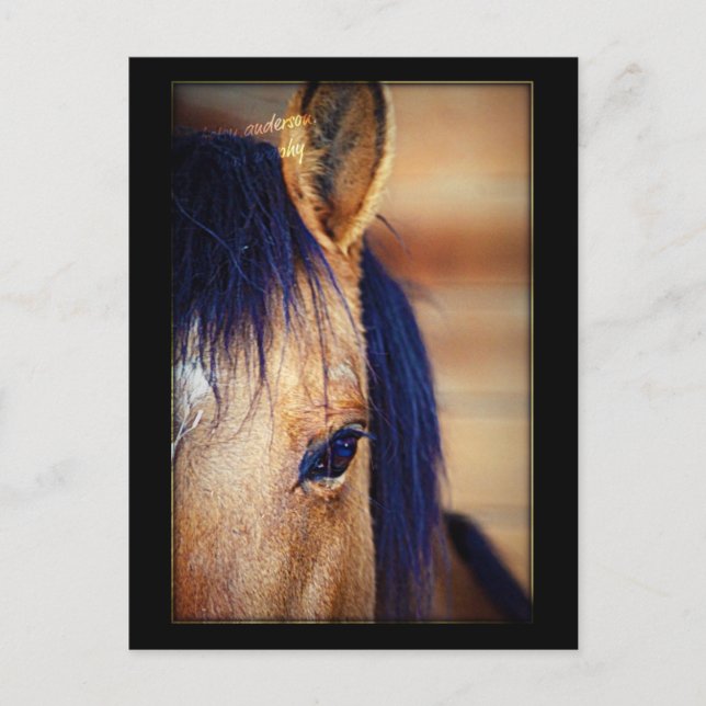 Augenspion - Postkarte (Vorderseite)