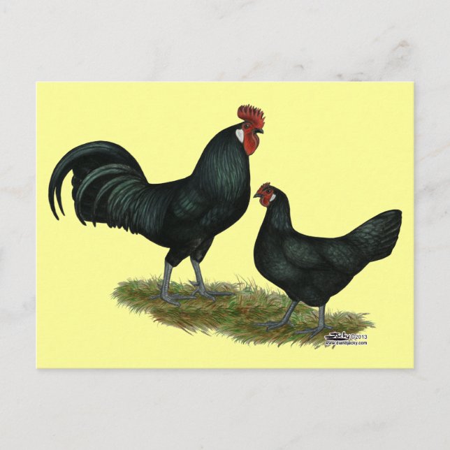 Augsburger Chickens Postkarte (Vorderseite)