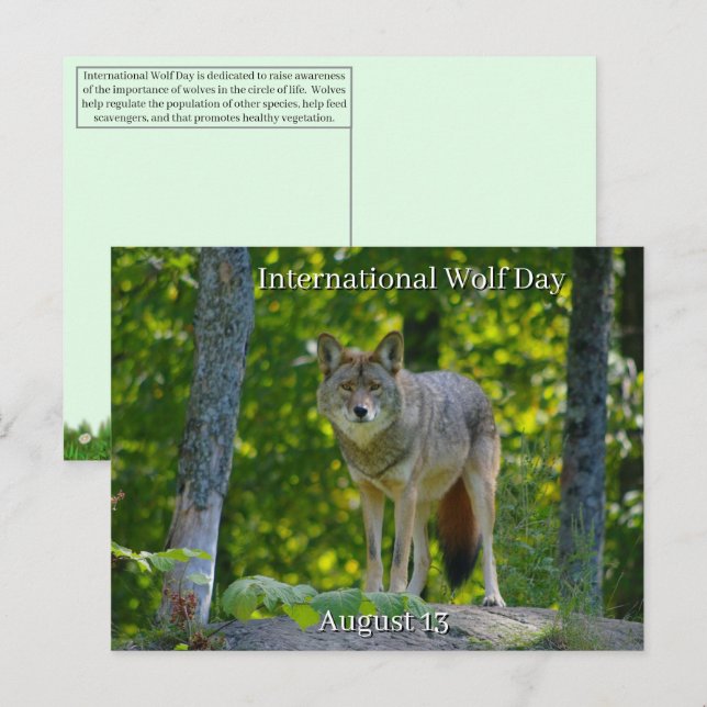 August 13 - Internationaler Wolfstag Feiertagspostkarte (Vorne/Hinten)