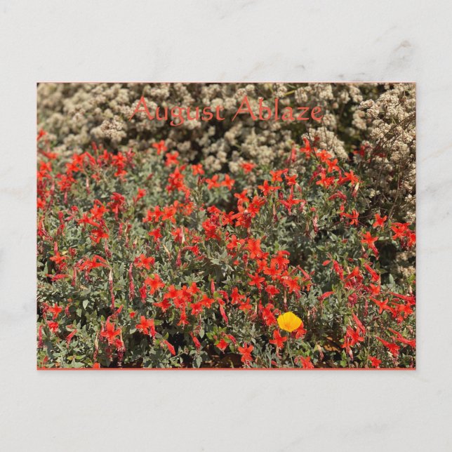 August Ablaze Postcard Postkarte (Vorderseite)