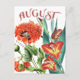 August Monat Blume Gladiolus & Poppy Extravagant Postkarte