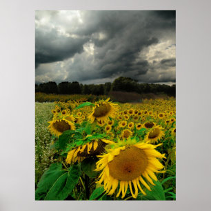 August storm, poster