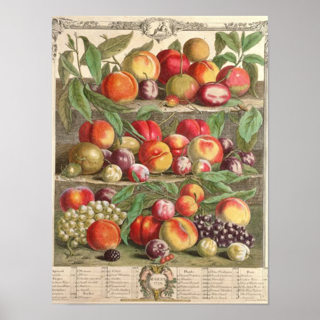 August, "Zwölf Monate Obst" Poster (Vorne)