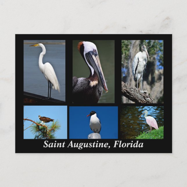 Augustine, tropische Vögel in Florida Postkarte (Vorderseite)
