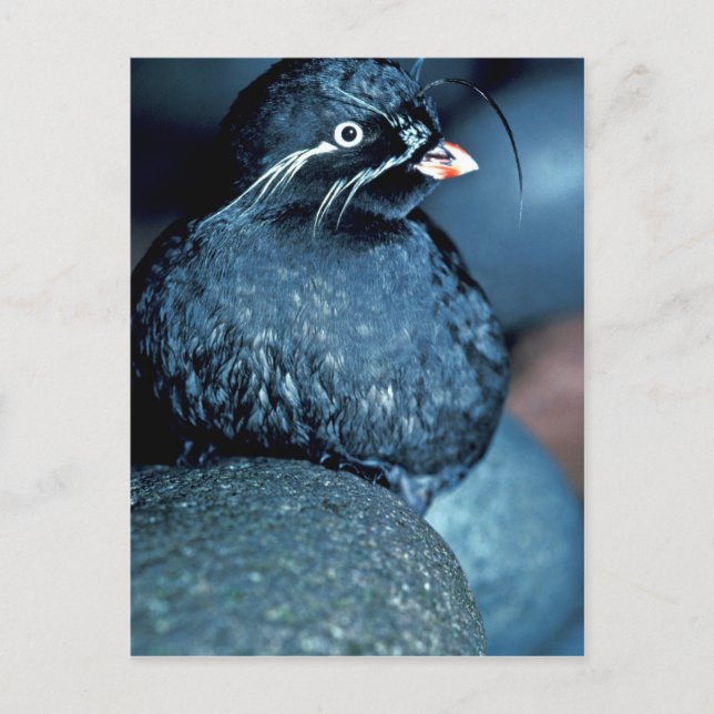 Auklet Postkarte (Vorderseite)