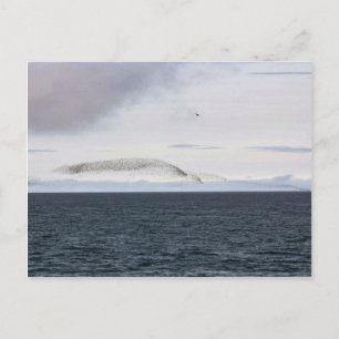 Auklet-Wolke, Kasatochi-Insel Postkarte
