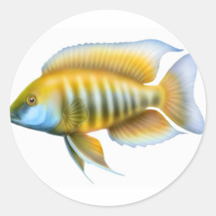 Aulonocara afrikanischer PfauCichlid Runder Aufkleber