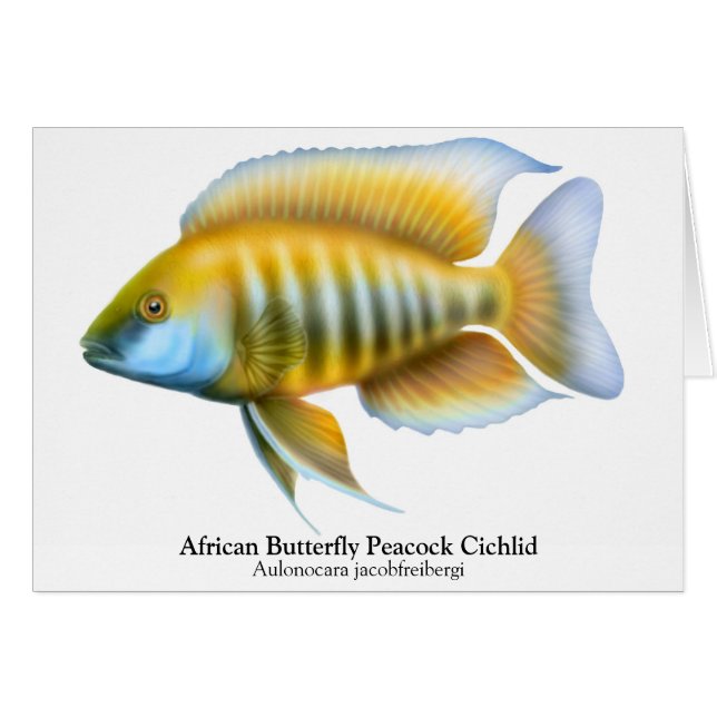 Aulonocara jacobfreibergi Peacock Cichlid Card (Vorderseite (Horizontal))