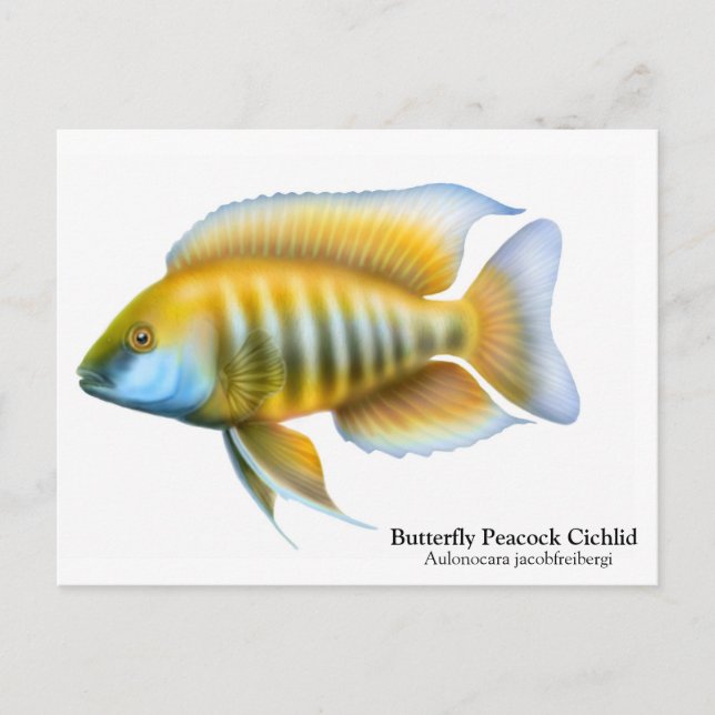 Aulonocara jacobfreibergi Postkarte (Vorderseite)
