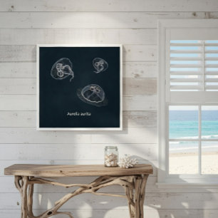 Aurelia aurita Lehrposter Poster