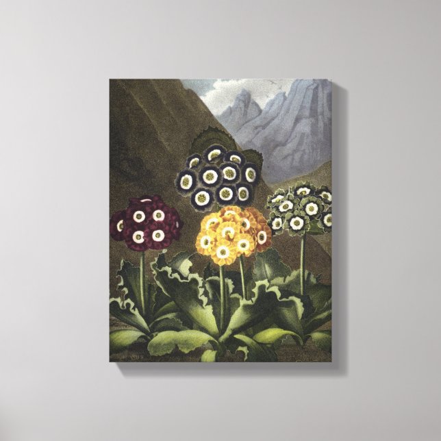 Auriculas von Dr. John Robert Thorntons Leinwanddruck (Vorderseite)