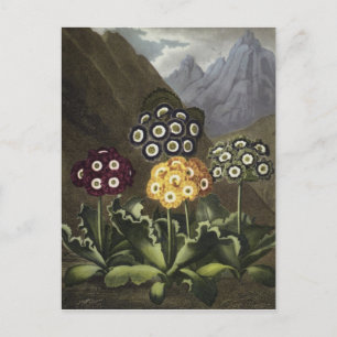 Auriculas von Dr. John Robert Thorntons Postkarte