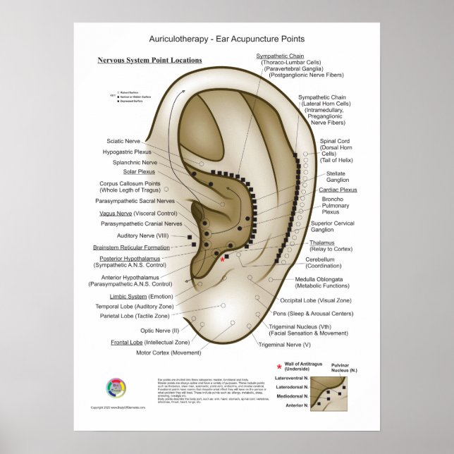 Auriculotherapy Ear Acupuncture Poster (Vorne)