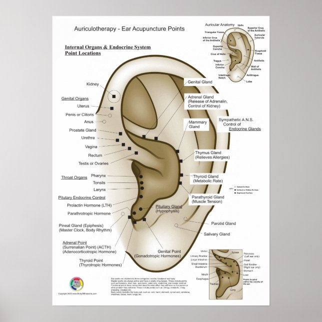 Auriculotherapy Ear Acupuncture Poster (Vorne)