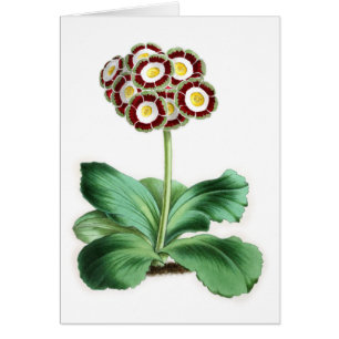 Aurikel, Peter Campbell