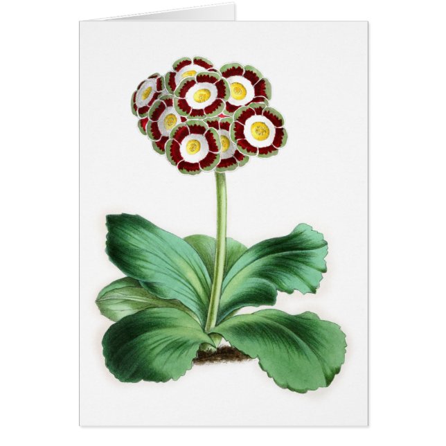 Aurikel, Peter Campbell (Vorne)