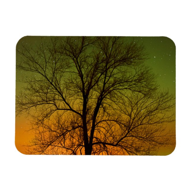 Aurora Borealis & Cottonwood Tree Magnet (Horizontal)