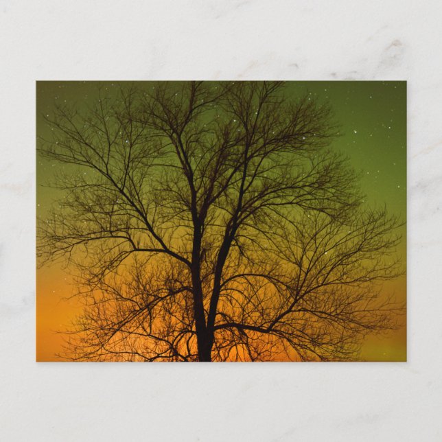 Aurora Borealis & Cottonwood Tree Postkarte (Vorderseite)
