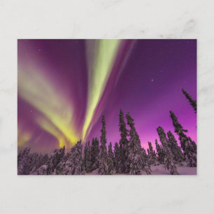Aurora Borealis Northern Lights Fairbanks Alaska Postkarte
