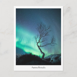 Aurora Borealis Tree Postkarte