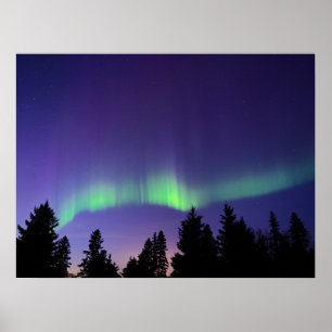 Aurora Borealis & Trees   Manitoba, Canada Poster