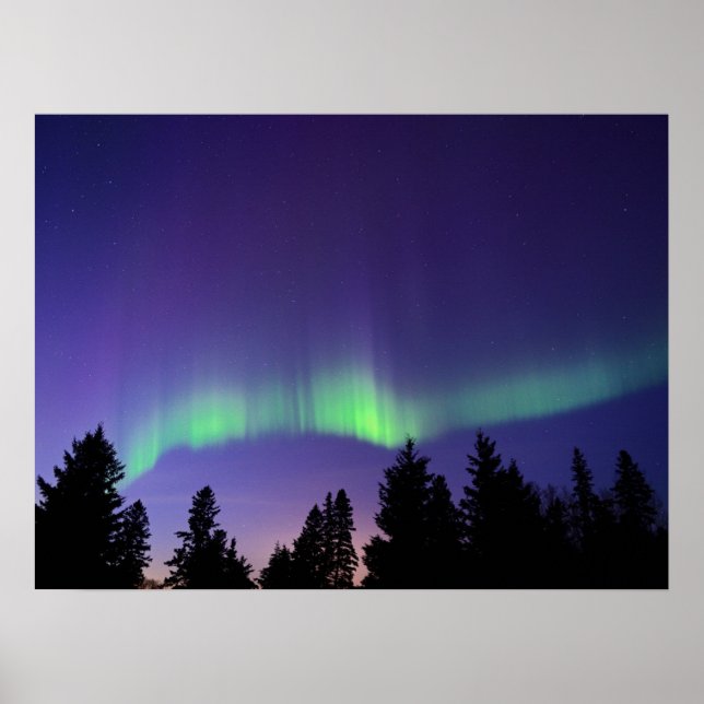 Aurora Borealis & Trees | Manitoba, Kanada Poster (Vorne)
