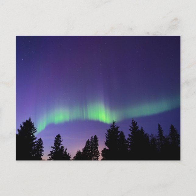 Aurora Borealis & Trees | Manitoba, Kanada Postkarte (Vorderseite)
