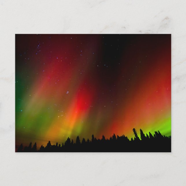 Aurora Borealis und Bäume Postkarte (Vorderseite)