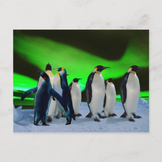 Aurora borealis und Pinguine Postkarte