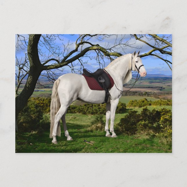 "Aurora On Fox Hill" Postkarte (Vorderseite)