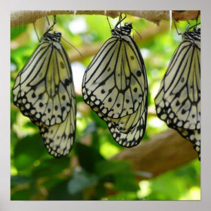 Aus Cocoons-Poster Poster