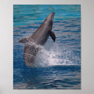 Aus dem Wasser stehende Dolphin Poster