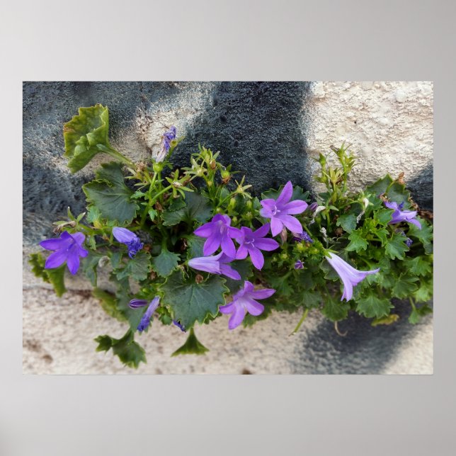 aus der Blume Poster (Vorne)