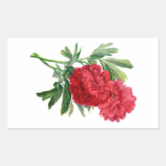 Aus der Natur Gezeichnet rote Peonies Rechteckiger Aufkleber